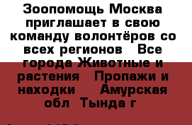 Зоопомощь.Москва приглашает в свою команду волонтёров со всех регионов - Все города Животные и растения » Пропажи и находки   . Амурская обл.,Тында г.